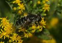 eristalis_dimidiatus_5136