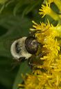 eristalis_flavipes4951