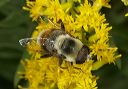 eristalis_flavipes4953