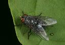 flesh_fly201