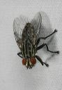 flesh_fly_9133