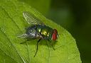 greenbottlefly443