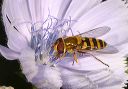 helophilus_sp650