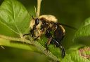 laphria_champlainii551