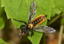 laphria_sericea090