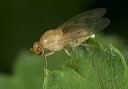 lauxaniidae_fly_8961