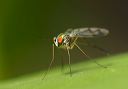 long-legged_fly228