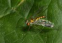 long-legged_fly673