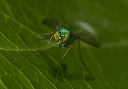 long-legged_fly9438