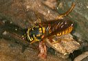 yellowjacket_hover_fly454