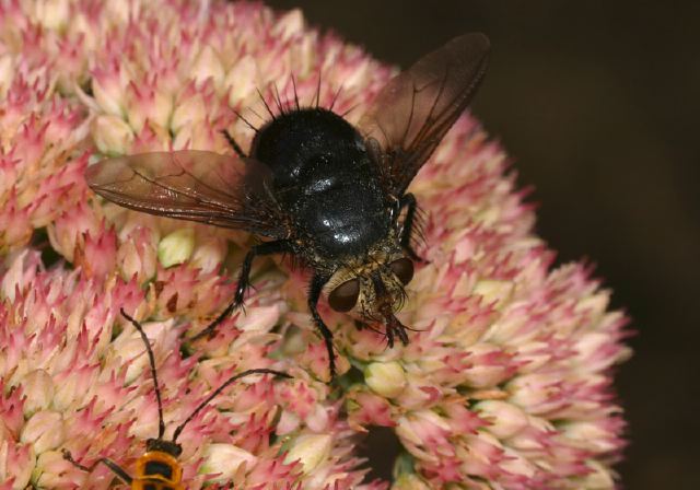 Archytas sp Tachinidae