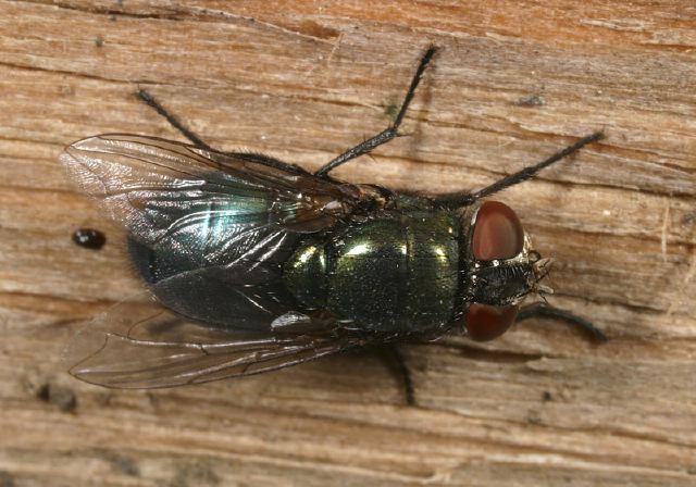 Lucilia Sp Calliphoridae