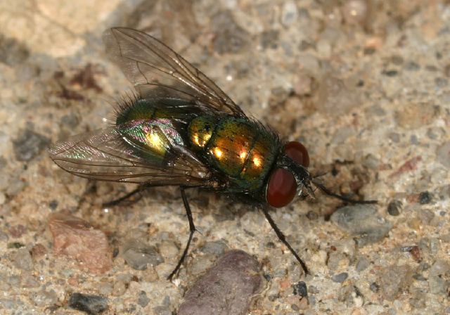 Lucilia Sp Calliphoridae