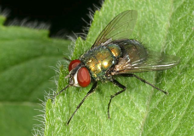 Lucilia Sp Calliphoridae