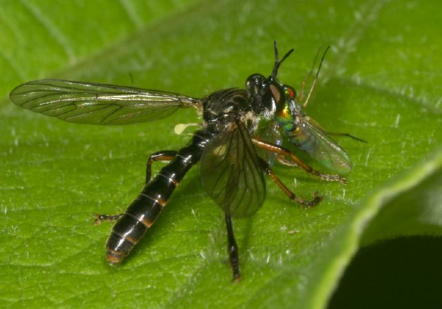 Dioctria hyalipennis Asilidae