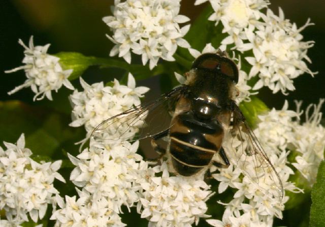 Eristalis Dimidiatus Syrphidae