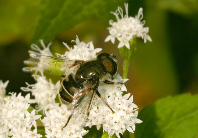 Eristalis Dimidiatus Syrphidae