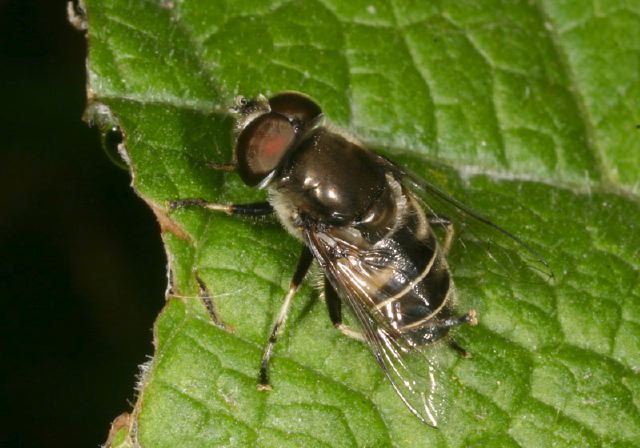 Eristalis Dimidiatus Syrphidae