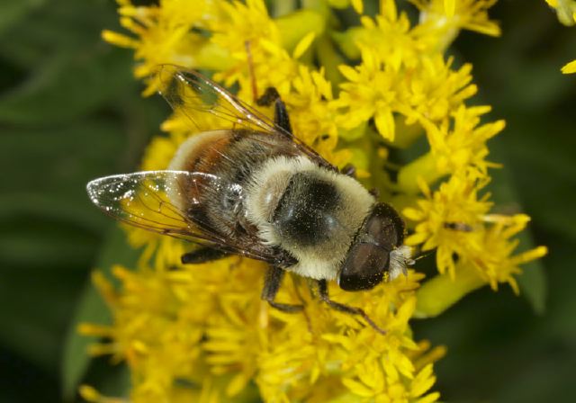 Eristalis flavipes Syrphidae