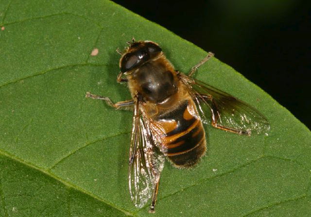 Eristalis tenax Syrphidae