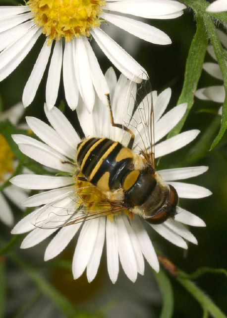 Eristalis transversa Syrphidae