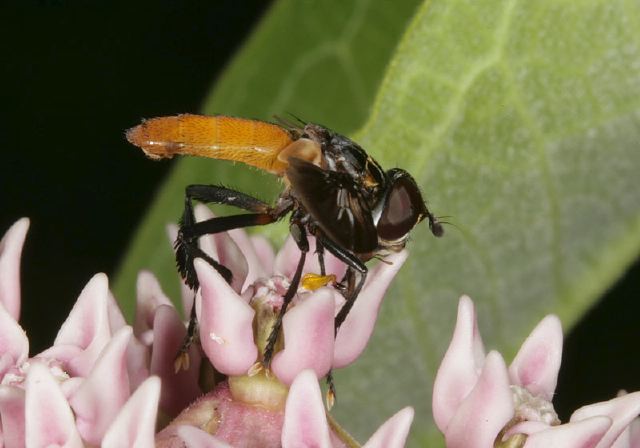 Trichopoda Sp Tachinidae