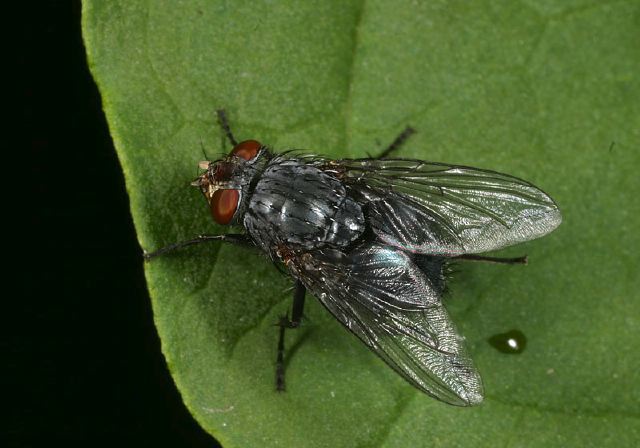 Calliphora Sp Calliphoridae