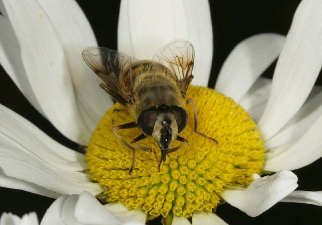 Eristalis tenax Syrphidae