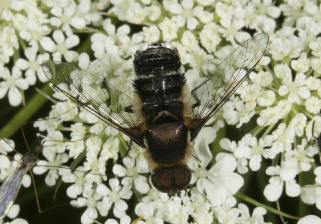 Villa Sp Bombyliidae