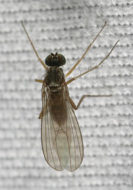   Dolichopodidae