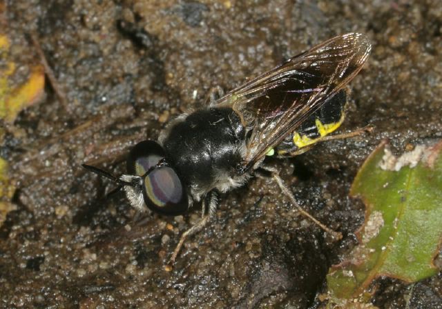 Stratiomys meigenii Stratiomyidae