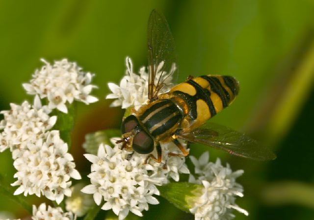 Helophilus Fasciatus Syrphidae