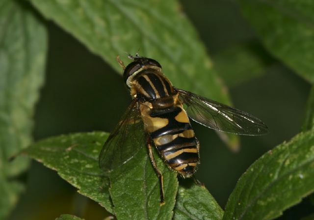 Helophilus Fasciatus Syrphidae