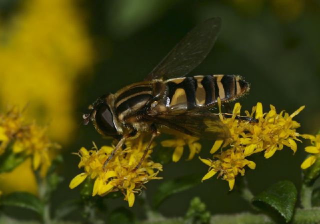 Helophilus Fasciatus Syrphidae