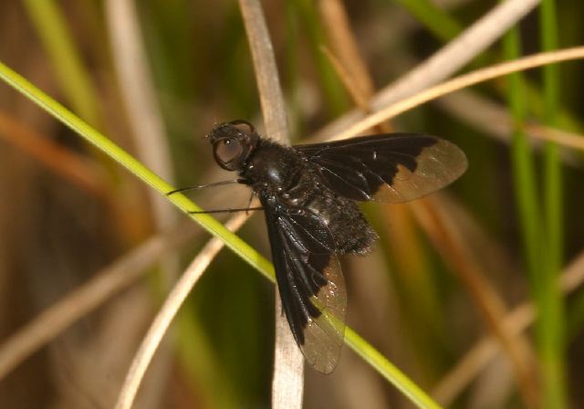 Hemipenthes Sp Bombyliidae