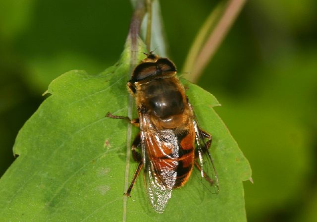 Eristalis tenax Syrphidae