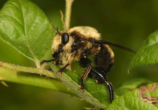 Laphria champlainii Asilidae