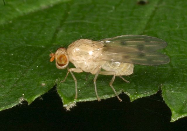 Homoneura sp Lauxaniidae