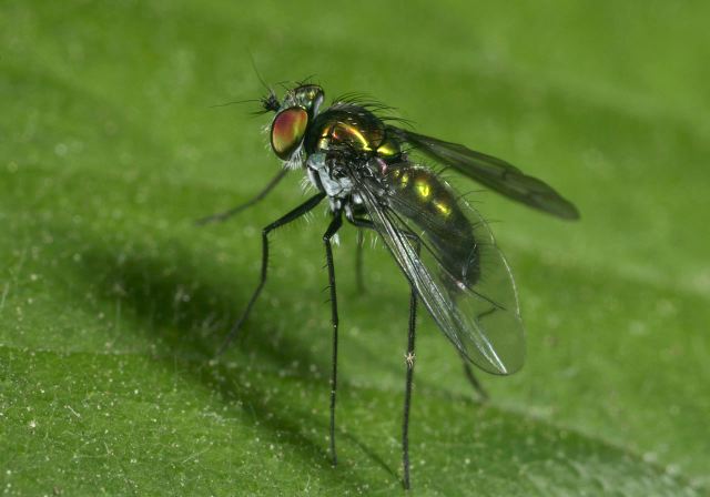 Condylostylus sp Dolichopodidae