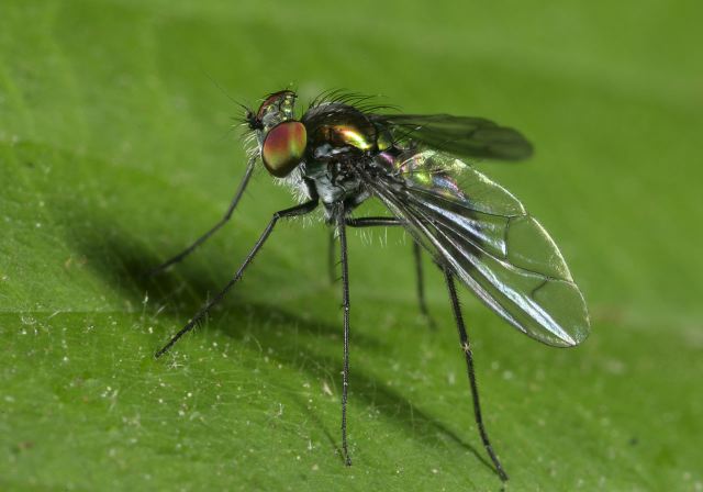 Condylostylus sp Dolichopodidae