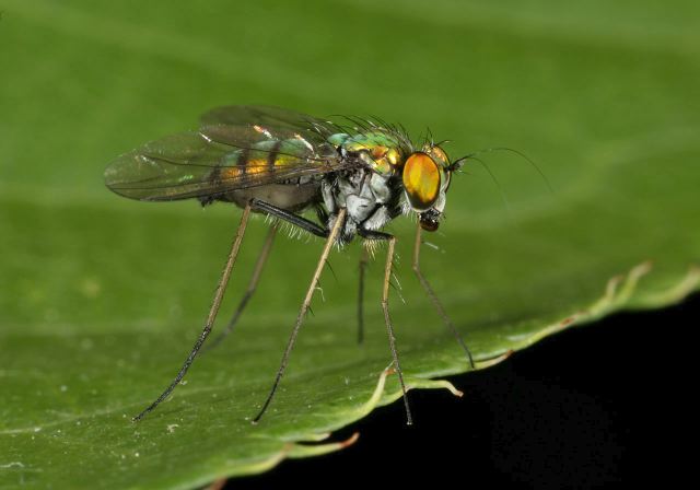   Dolichopodidae