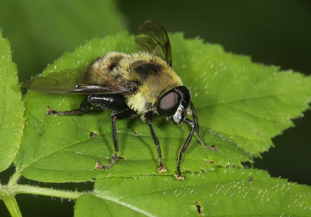 Mallota sp Syrphidae