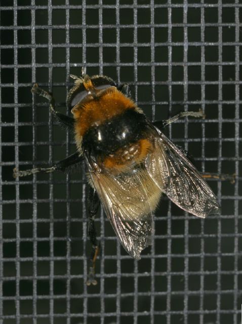 Merodon equestris Syrphidae