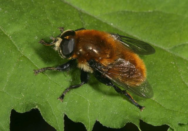 Merodon equestris Syrphidae