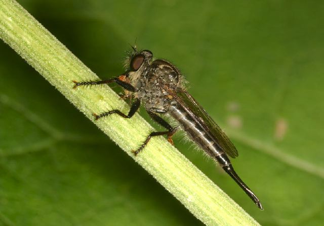 Nerax aestuans Asilidae