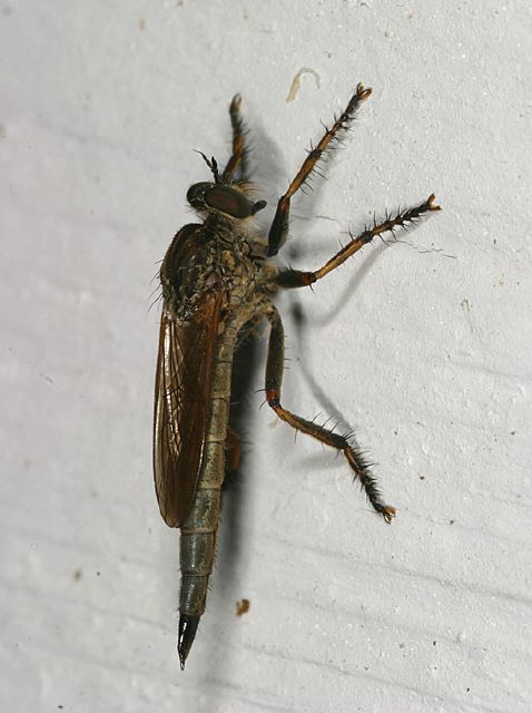 Nerax Sp Asilidae