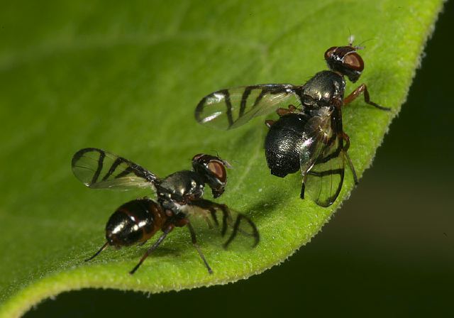 Rivellia Sp Platystomatidae