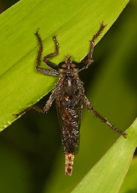 Proctacanthus Sp Asilidae