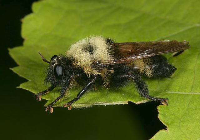 Laphria thoracica Asilidae