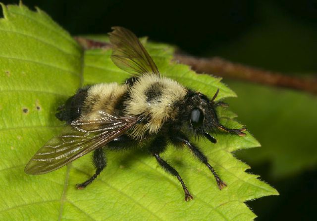 Laphria thoracica Asilidae